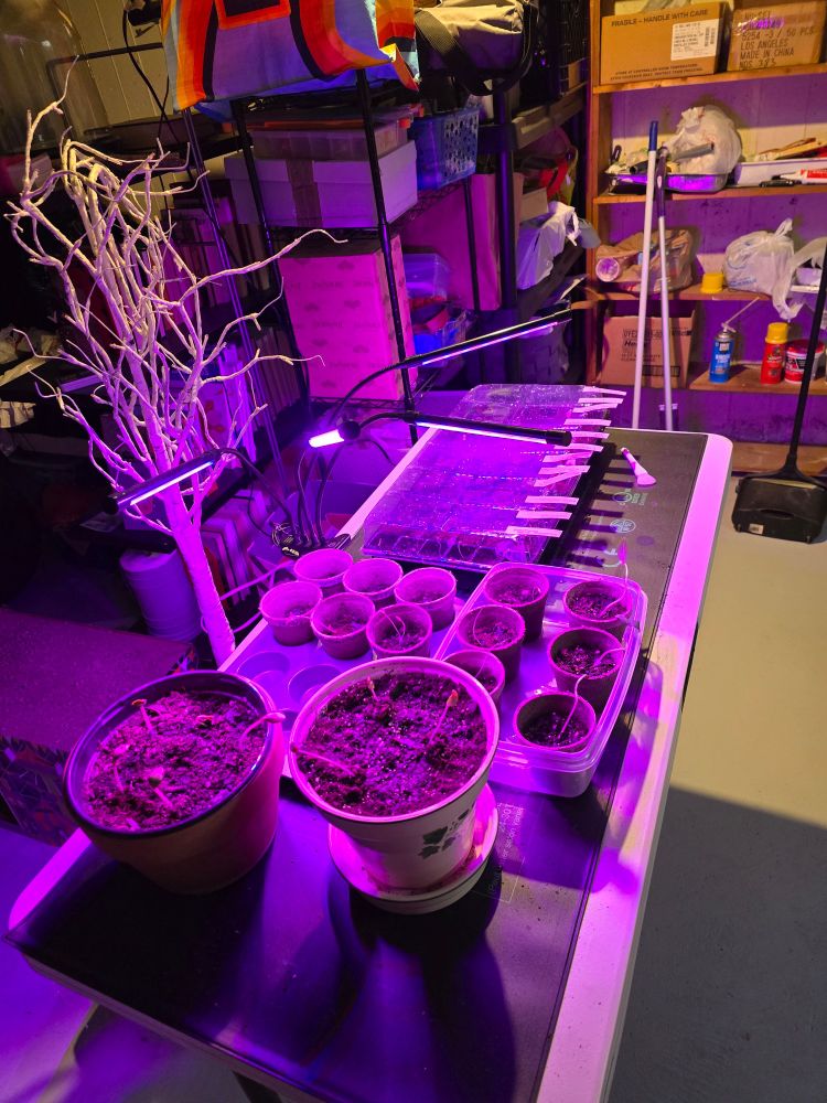 A table of different pots and trays with various seedlings 🌱  growing.