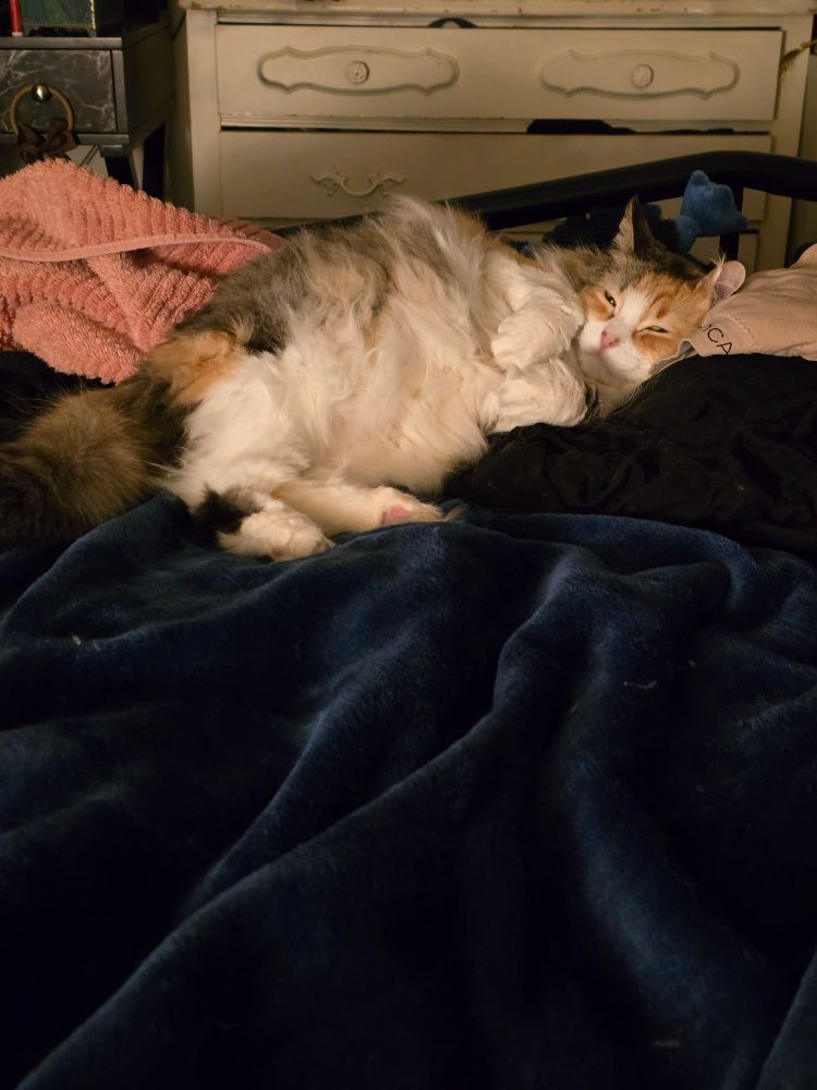Fluffy long haired Calico cat sleeping in a blue blanket with her widdle paws folded in front of her.