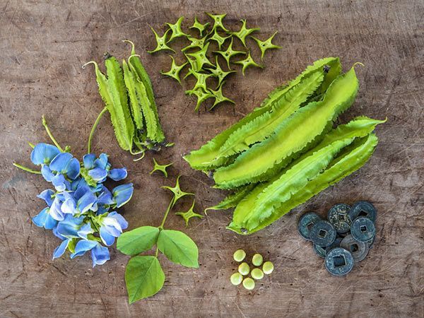 pretty green winged beans and blue blossoms. they are alleged to be easy to grow