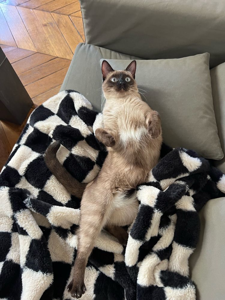 very cute Siamese cat 