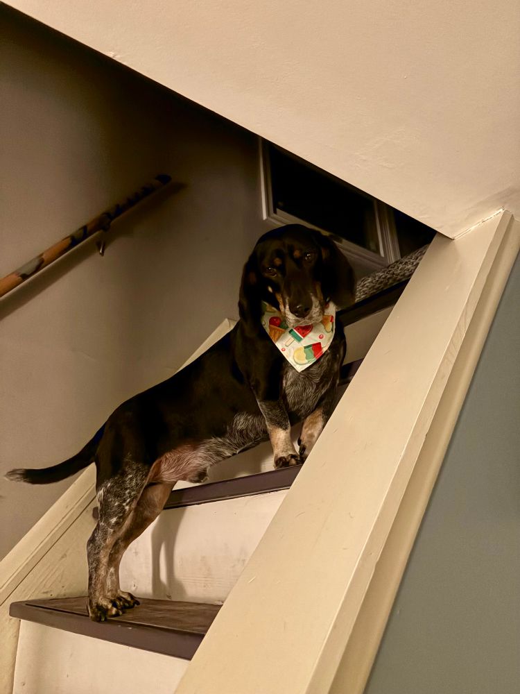 My dog, the extremist