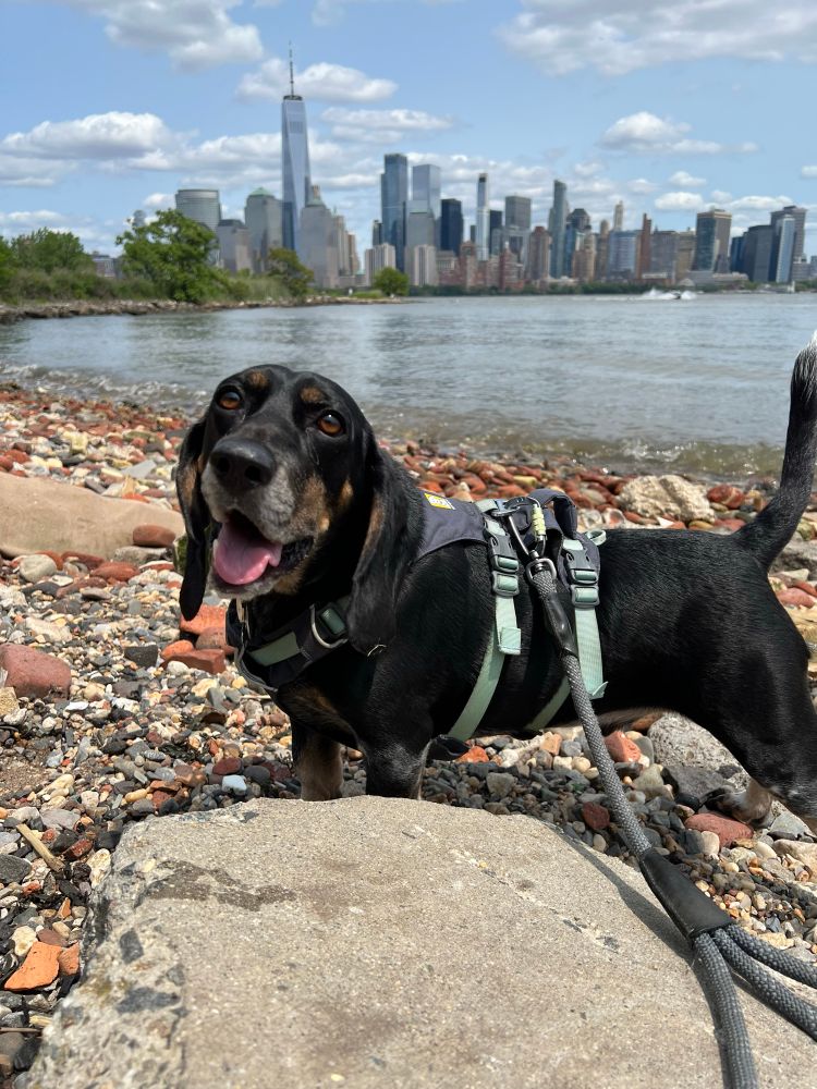 A happy bluetick beagle with his tongue out on the shoreline with the NYC skyline in the background