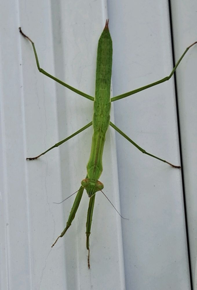 A beautiful green praying mantis on a white background. 