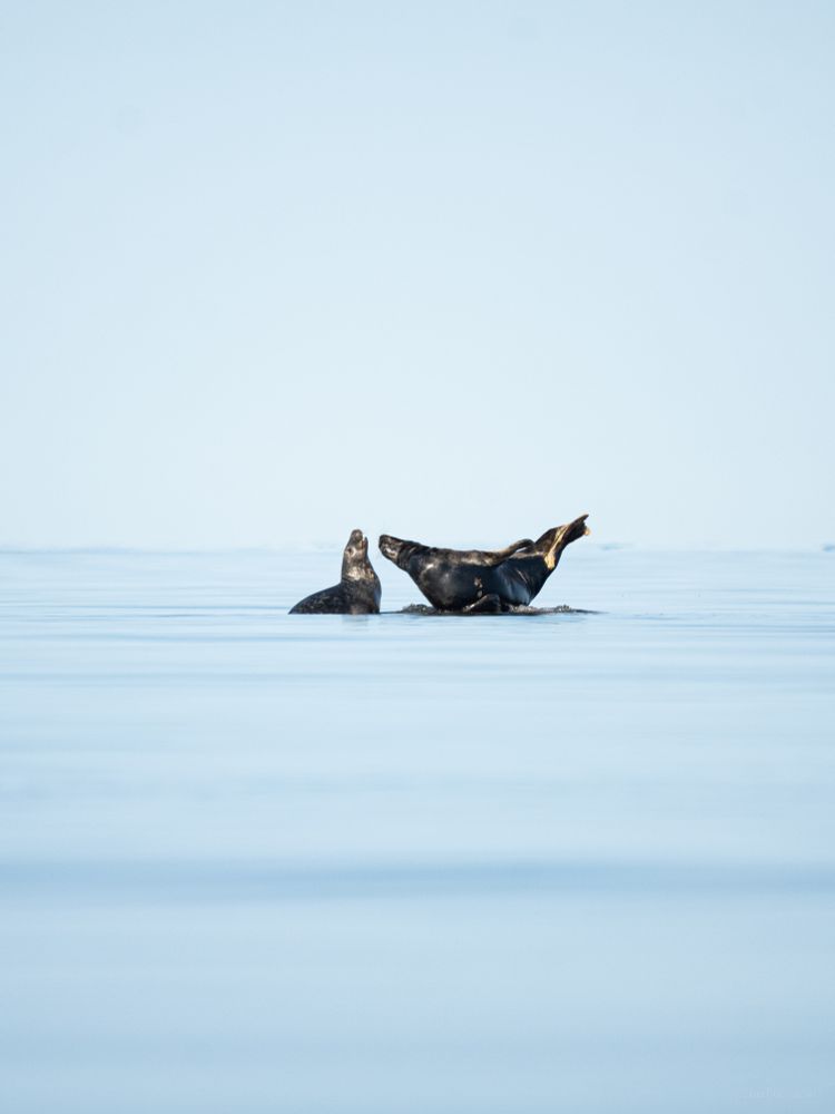 2 grey seals playing and/or arguing on a rock in the middle of open water