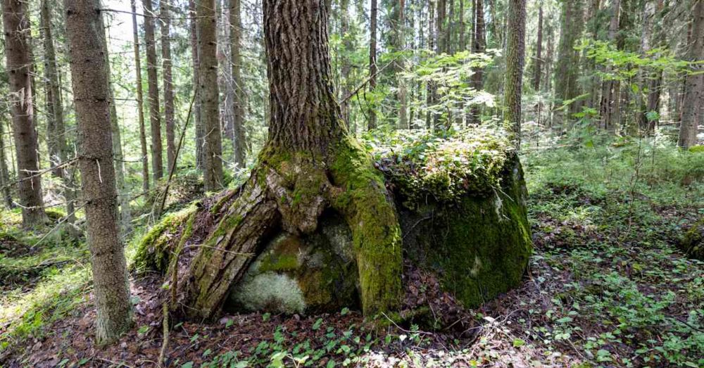 Valtiolta voisi saada rahaa metsän suojeluun, mutta hakemusten määrä on romahtanut viime vuodesta