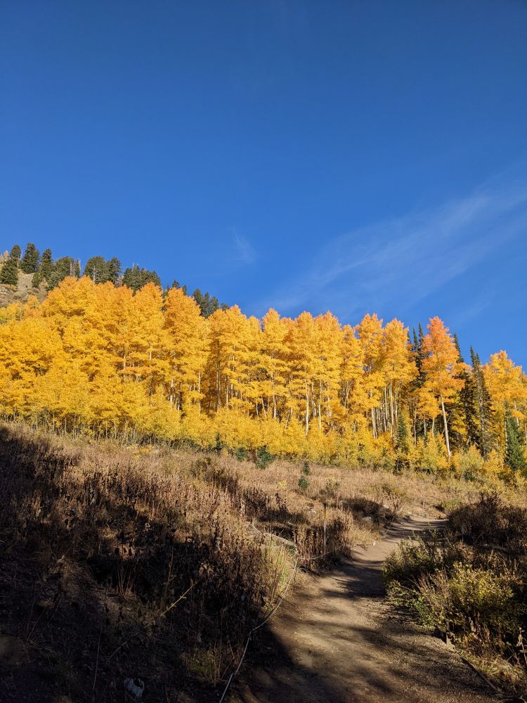 Picture of Aspen trees in Utah gone yellow in autumn 