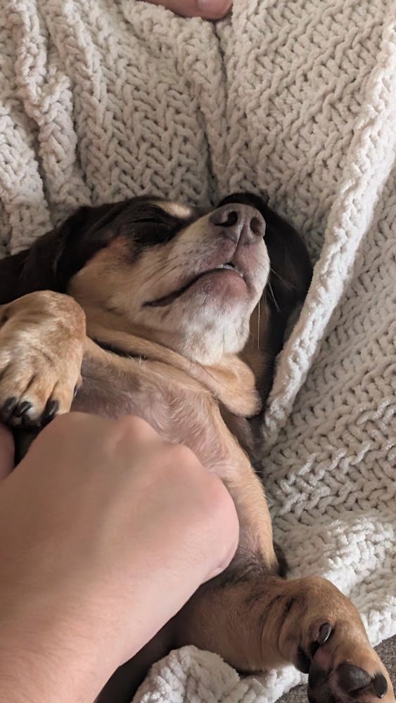 Weiner dog asleep, wee teefs visible