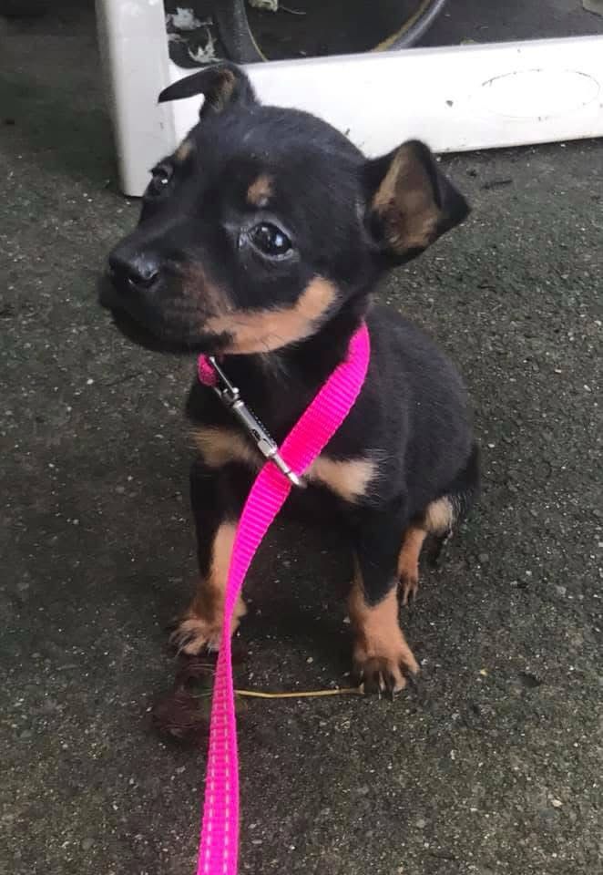 Our dog Iris at just 8 weeks old and 3 pounds. She is wearing a bright pink cat collar that is still too big in her.
