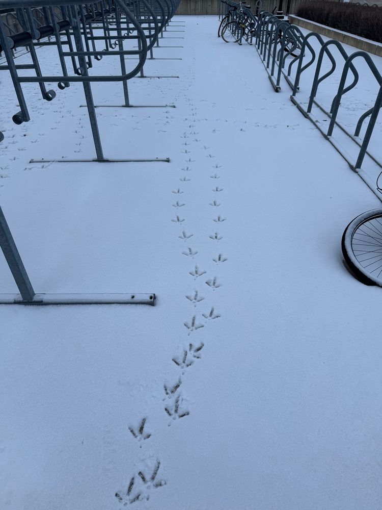 Turkey tracks in the snow. 