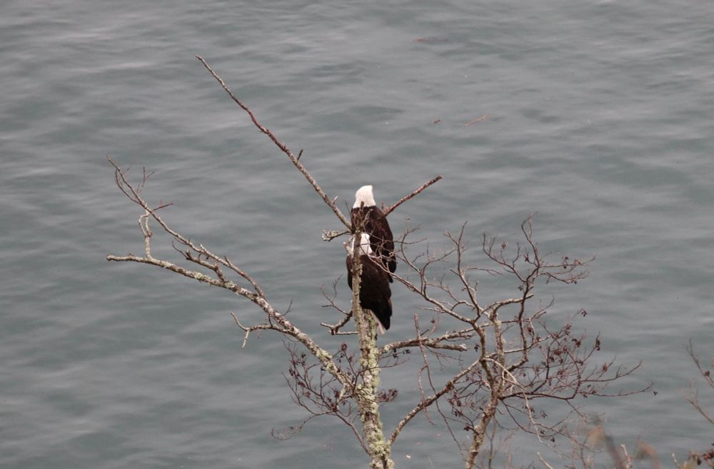 A pair of mature Bald Eagles sitting on one branch over the Tacoma Narrows.