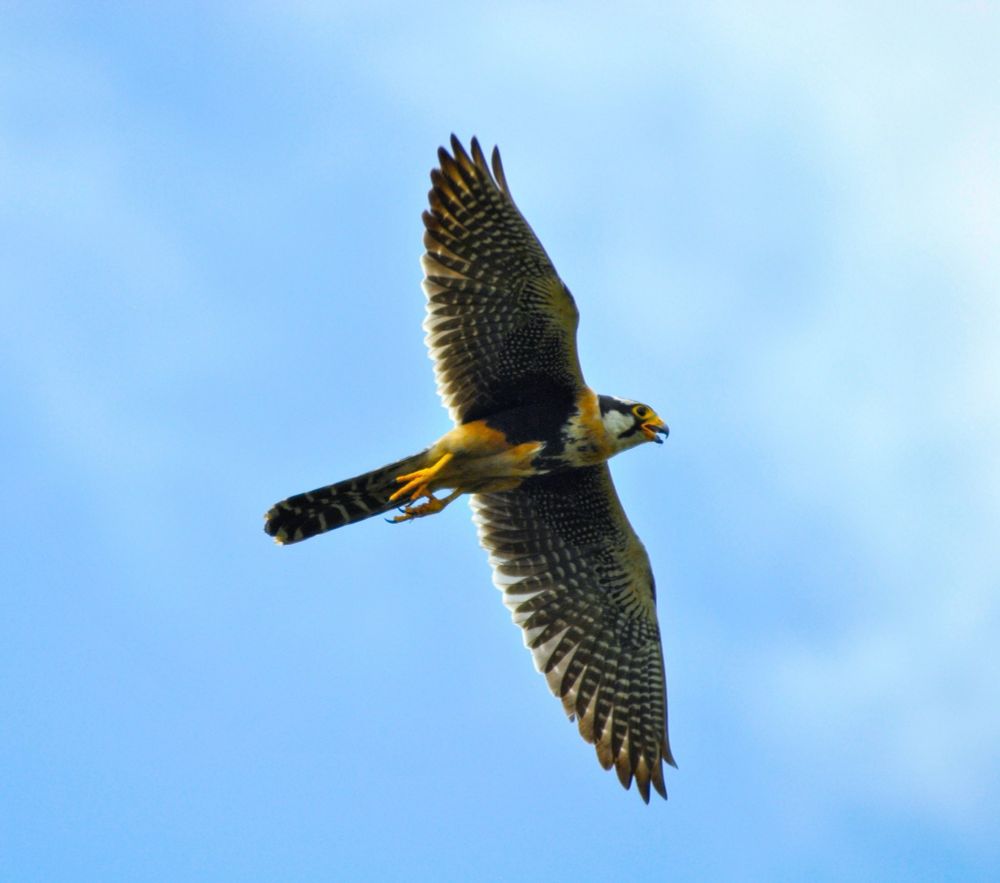 A Northern Aplomado Falcon in flight with sky background