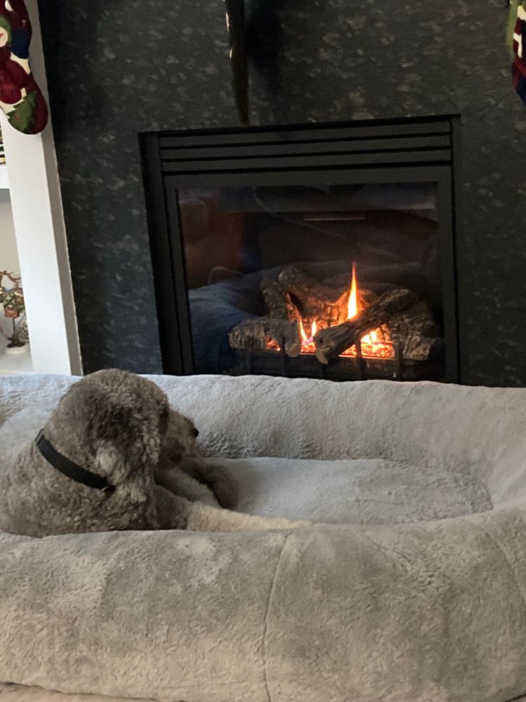 Phage snuggled on his bed in front of the fireplace