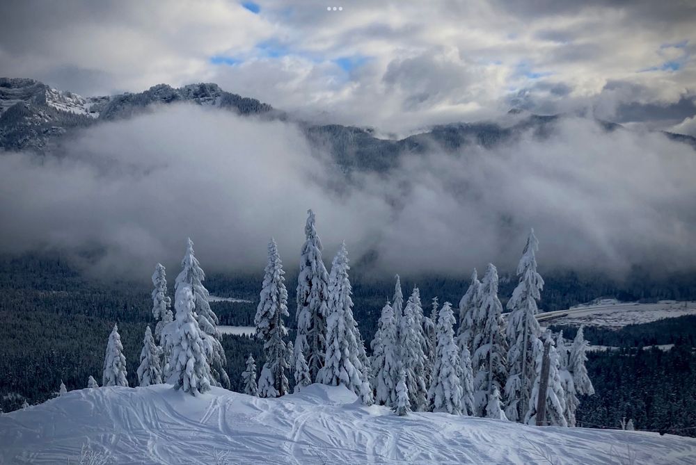 Snow covered trees on a snowy mountain with snow
