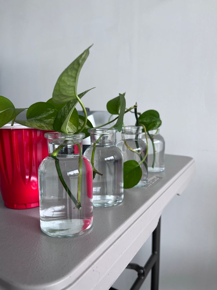 Small glass jars with propagated golden pothos in them 