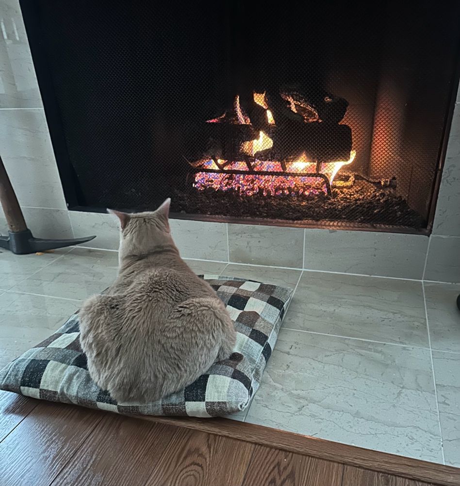 A fat cat sits on a pillow in front of a warm fireplace. 