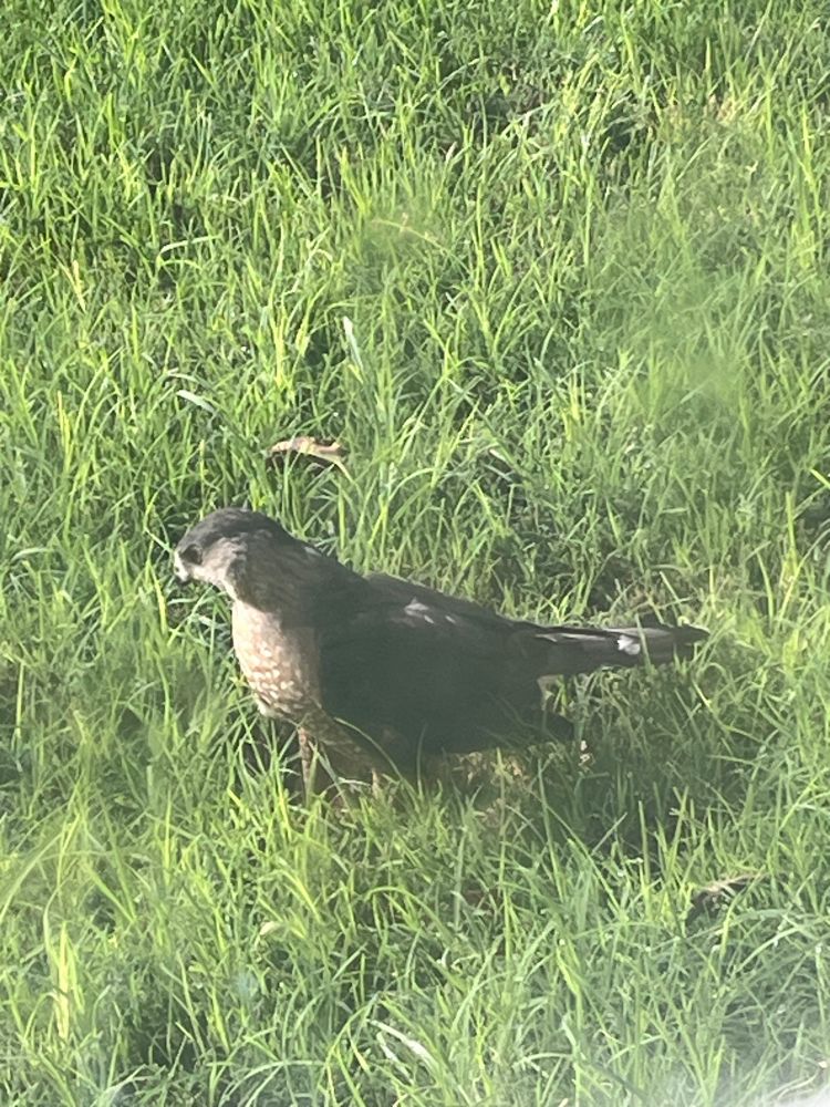A brownish bird with a tan and white chest and red eyes. 