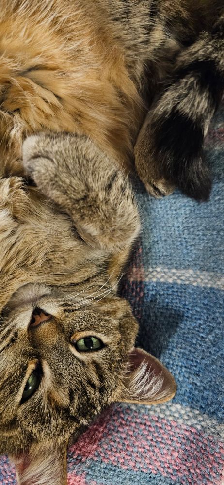 Close up of a cat doing bunny paws ans showing her tum . She is looking at the camera