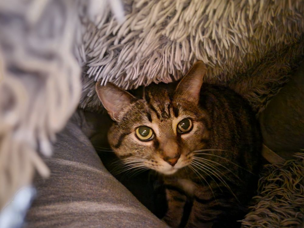 Cat looking pleased and cozy under a blanket, together with human legs