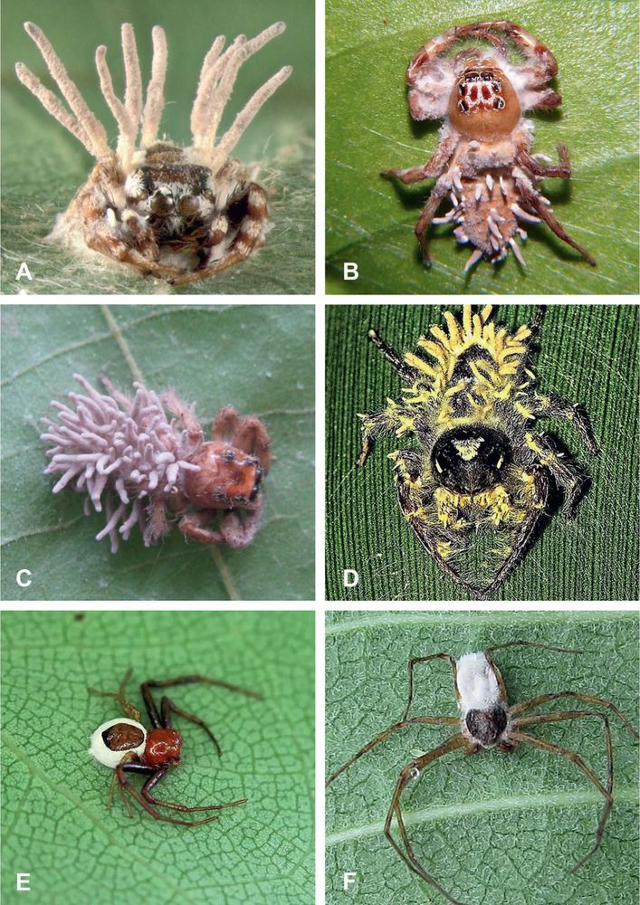 A. Pelegrina proterva (Walckenaer, 1837) (Salticidae) parasitized by Gibellula cf. leiopus – Jefferson County Park, Iowa, USA (Photo by Mary Jane Hatfield). B. Mopsus mormon Karsch, 1878 (Salticidae) parasitized by Gibellula sp. (a member of the Gibellula leiopus complex) – Airlie Beach, Queensland, Australia (Photo by Steve & Alison Pearson). C. Spider in the genus Colonus F. O. Pickard-Cambridge, 1901 (Salticidae) parasitized by Gibellula cf. leiopus – Athens/Sandy Creek Nature Center, Georgia, USA (Photo by Carmen Champagne). D. Phidippus putnami (G. W. Peckham & E. G. Peckham, 1883) (Salticidae) parasitized by an immature Gibellula sp. – Bon Aqua, Tennessee, USA (Photo by Lisa Powers, “Froghaven Farm”). E. Synema parvulum (Hentz, 1847) (Thomisidae) parasitized by an immature hypocrealean fungus (most likely Purpureocillium atypicola) – Eno River State Park, North Carolina, USA (Photo by Tony DeSantis). F. Spider in the genus Philodromus Walckenaer, 1826 (Philodromidae) parasitized by an immature hypocrealean fungus (most likely Purpureocillium atypicola) – Kakiat County Park, New York, USA (Photo by Seth Ausubel).