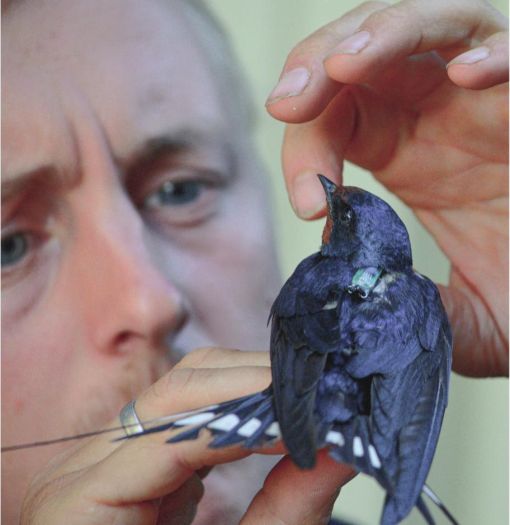 Raymond H.G. Klaassen attaching a geolocator with full-body harness to a male Barn Swallow (photo Hans Peeters, Culemborg, 7 July 2012).