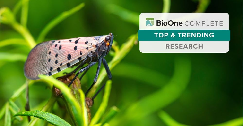 BioOne Complete Top & Trending Research. Closeup of a Lycorma delicatula Spotted lanternfly on a plant stem.