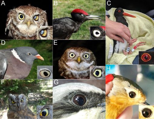 Examples of (A-D) non-coloboma and presumable coloboma (E-H) eye defects. (A) Pupil defect in the left eye of the little owl Athene noctua is presumably affected by mechanical or other non-developmental damage (photo Martin Šálek). (B-D) Examples of three species with common eye flecks which are not related to coloboma, such as black woodpecker Dryocopus martius (photo Katalin Odett Lukács), Eurasian oystercatcher Haematopus ostralegus (photo Ingrid Bobeková) and common wood pigeon Columba palumbus (photo Katalin Odett Lukács), respectively. (E-G) Presumable colobomas in little owl (photo Martin Šálek), Eurasian scops owl Otus scops (photo Balázs Jusztin), red-backed shrike Lanius collurio and European robin Erithacus rubecula (both photos Emanuel Baltag). Miniatures in the lower right corner of the picture zoom in the eye in less visible cases.