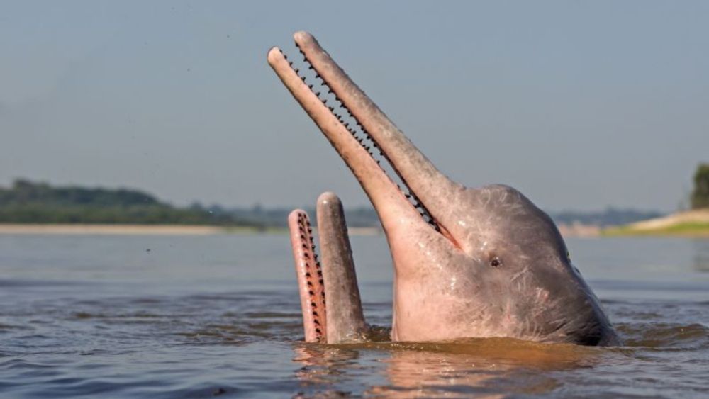 Protector of the pink dolphins: Fernando Trujillo’s quest to save aquatic life in the Amazon | CNN