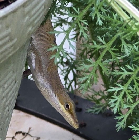Lizard on the side of a plant pot.