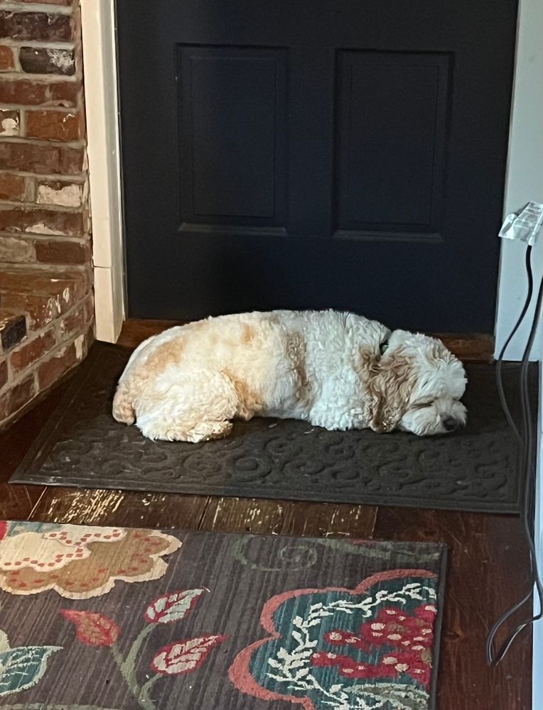 small fluffy white dog sleeping in front of door 