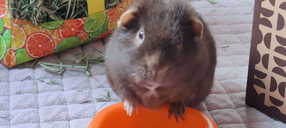 Photo of Donut, a brown guinea pig with short hair and silly ears, with his front paws on his orange food bowl looking up at the camera