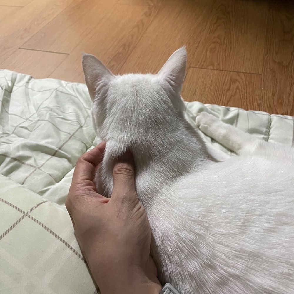 사랑스러운 우리집 새하얀 고양이 레인이