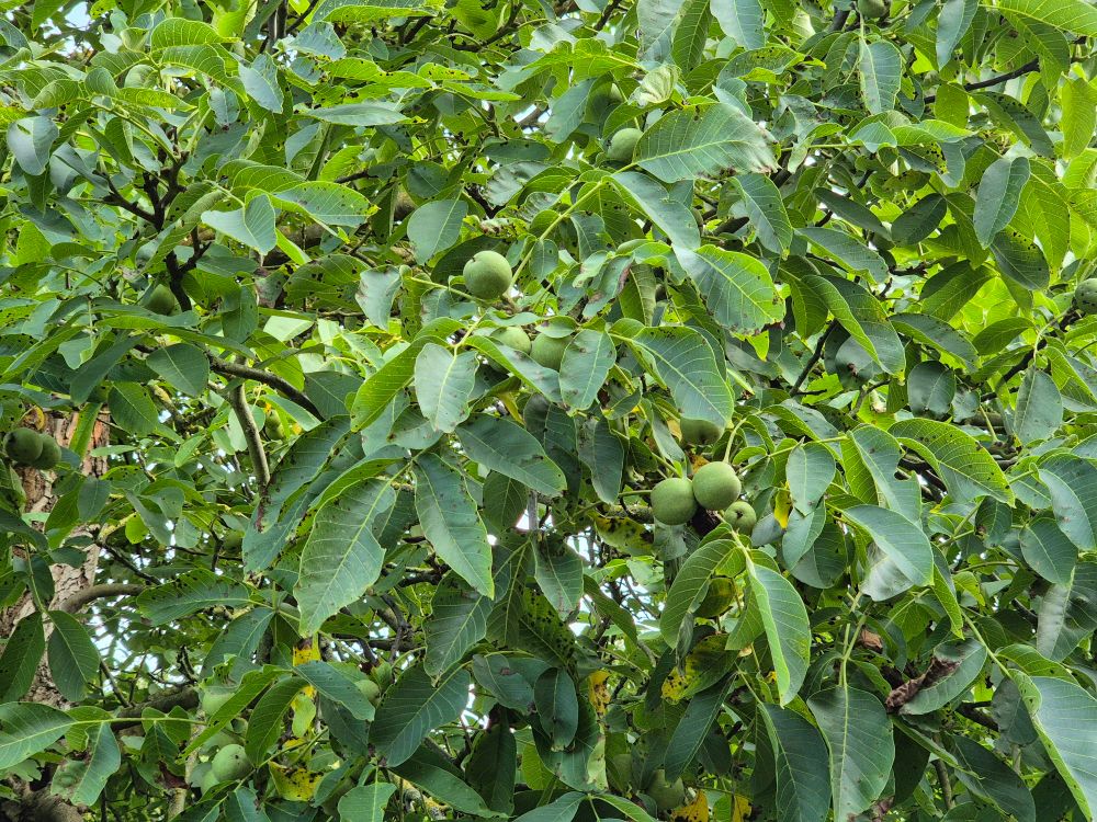 Grüne Walnüsse am Baum