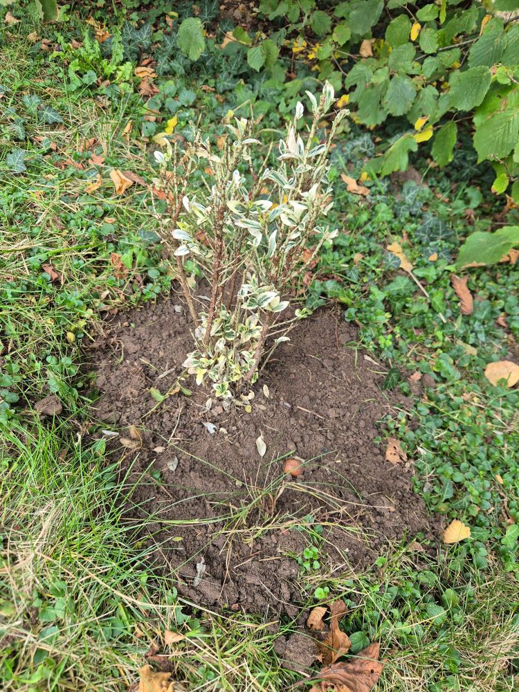 Gras um Spindelstrauch weg gemacht 