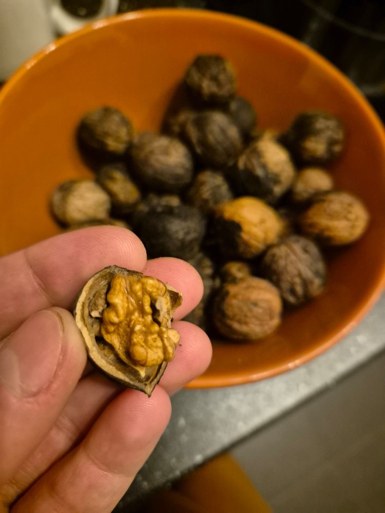 Aufgeknackte lecker Walnuss.

Im Hintergrund ein halbvolles Schälchen mit weiteren Walnüssen, deren Schale überwiegend sehr schwarz ist.