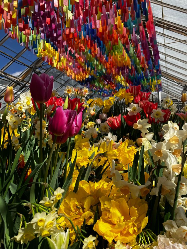 Colorful flowers and artwork at the Smith College botanic garden bulb show.
