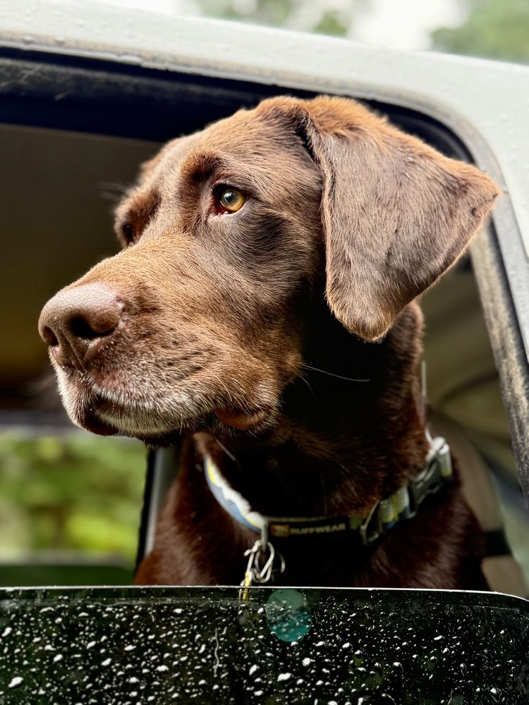 Chocolate Labrador Retriever Connor gazes out a truck window into the distance.