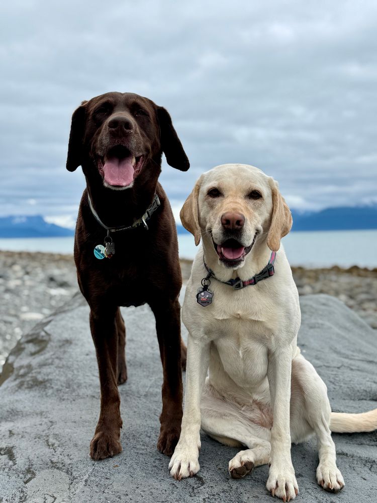 Labrador Retrievers Connor and Sam pose on a rock at a beach in Homer, Alaska with mountains and Kachemak Bay in the background. 