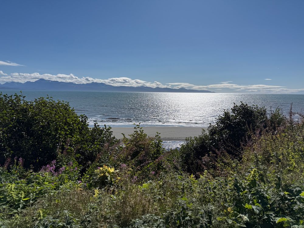 View of Kachemak Bay in Homer, Alaska. Blue skies with a few clouds over the mountains. Fireweed that has flowered, sone type of green leafy plant, and alders line the bluff. The tide is coming in and breaking on the shoreline.