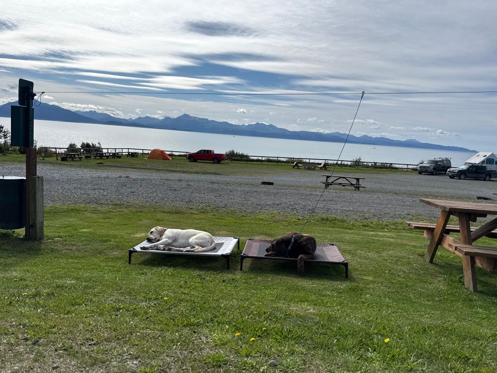 Labrador Retrievers Sam and Connor lay on their dog beds enjoying the sun. Mountains in the distance and the waters of Kachemak Bay in the foreground. There is a thin layer of clouds obscuring the sun.