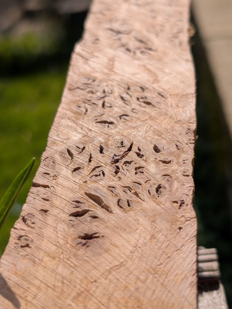 Close up of an oak burl offcut