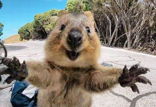 A quokka, with its paws outstretched, is delighted to see you.