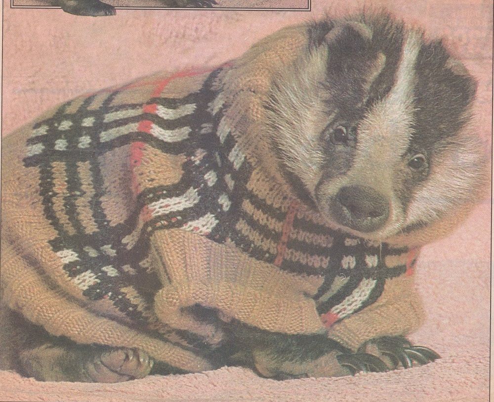 Newspaper photograph of a young badger in a burberry check hand-knitted jumper. Badger looks slightly confused, but stylish.