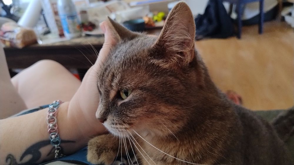 Photo de Artémis les pattes avant sur moi à se faire grattouiller 