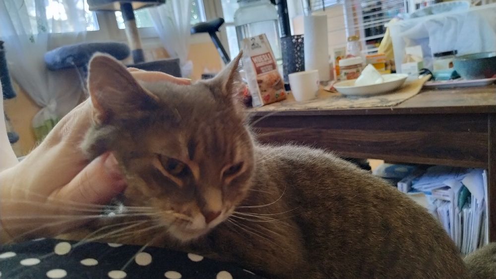 Photo de Artémis, chatte gris tigrée, posée sur mon ventre à se faire grattouiller la tête