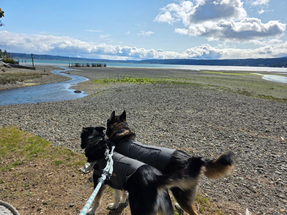 Two husky mixed breed dogs in front of an oyster beach with the mountains in the distance
