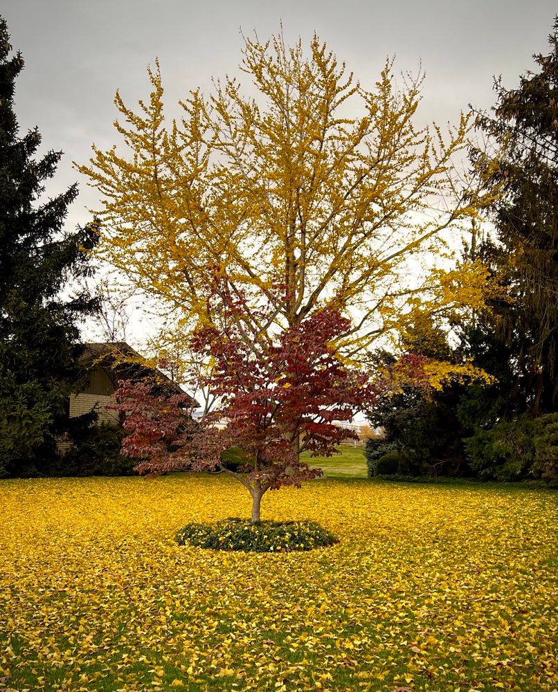 Autumn. Two deciduous trees - one red, one yellow - in the center of the photo. Yellow leaves on the grass in a circle around the base of the smaller red one. Evergreens and grey sky in the background.