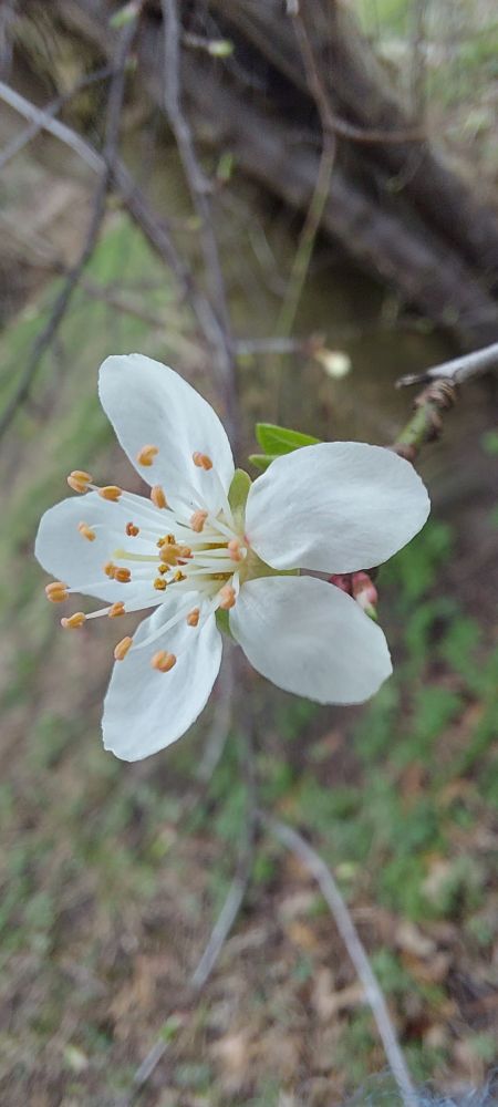 Close-up photo of one Blackthorn flower, five white petals, with many orange-tipped stamens sticking up from the centre.