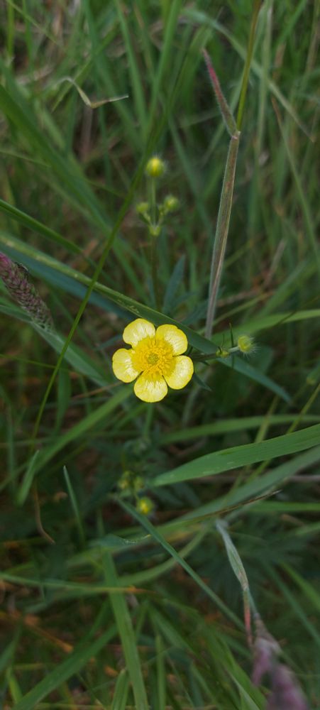 Unusually pale Buttercup, more of a lemon yellow than a bright yellow.