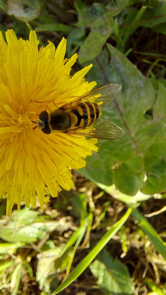 Photo shows half of a Dandelion flowerhead on the left, with a hoverfly perched on the right hand side of it. Behind this is mainly green leaves.