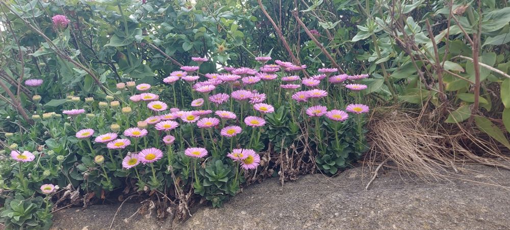Pink daisy-type flowers.